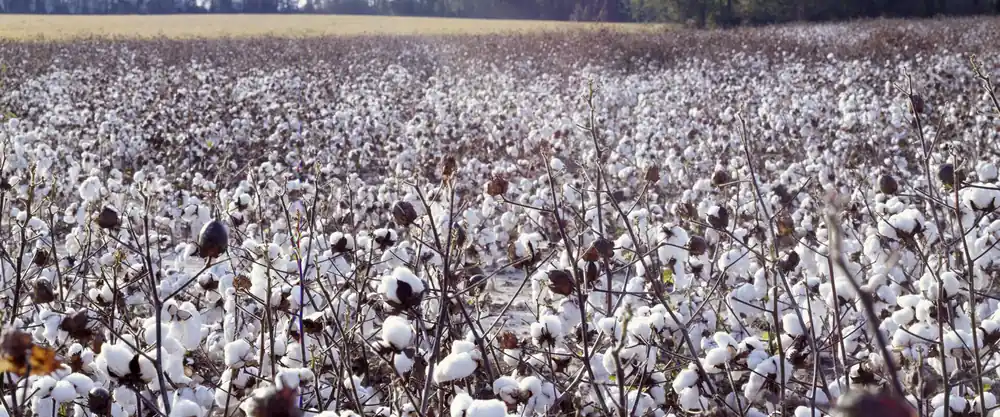 Cotton field ready for harvest in North Carolina