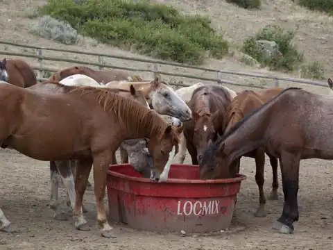 Horses at a water trough at Eaton's Ranch, Wyoming