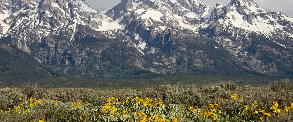 Snow-capped Teton Range above a meadow of yellow wildflowers in Grand Teton National Park, Wyoming