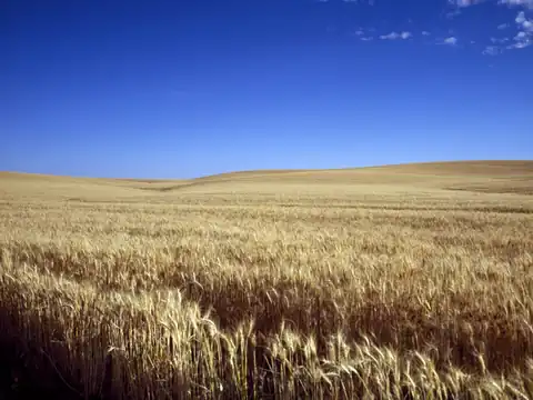 Field of golden wheat in Kansas