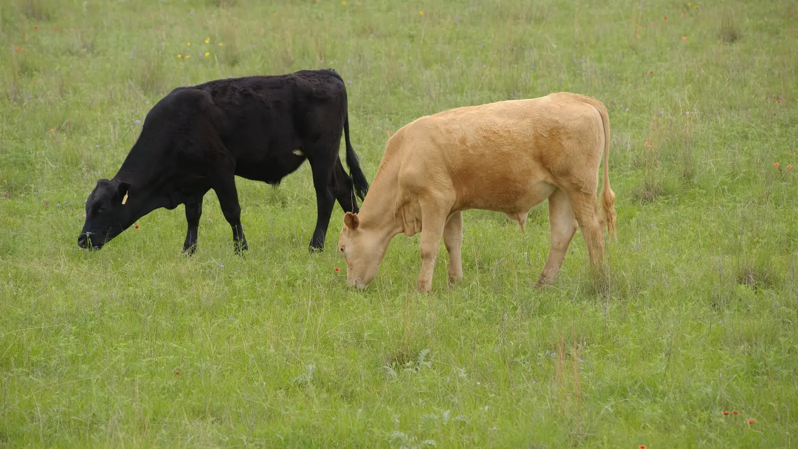 A black cow and a tan cow grazing side by side on green pasture at a Texas ranch